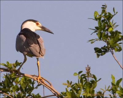 Black-crowned Night-Heron