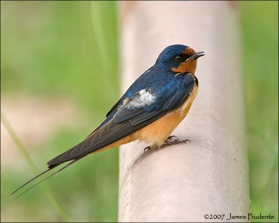 Barn Swallow