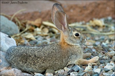 Desert Cottontail