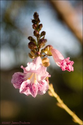 Arizona Desert Willow