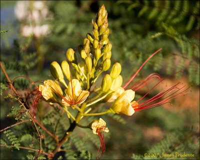 Mexican Bird of Paradise