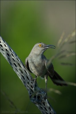 Curve-billed Thrasher