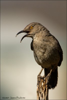 Curve-billed Thrasher