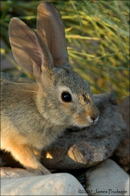 Desert Cottontail