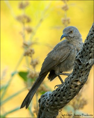 Curve-billed Thrasher