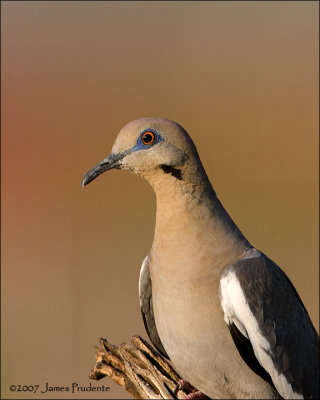 White-winged Dove