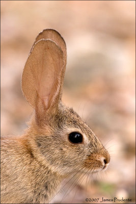Desert Cottontail