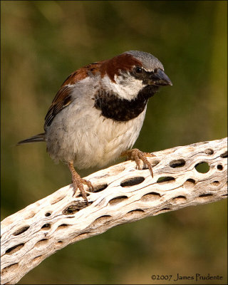 House Sparrow