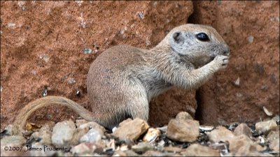 Round-tailed Ground Squirrel