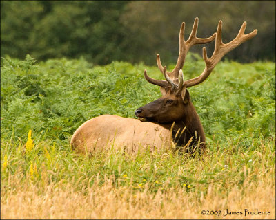 Roosevelt Elk