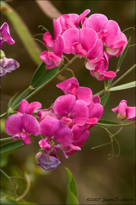 Vetch