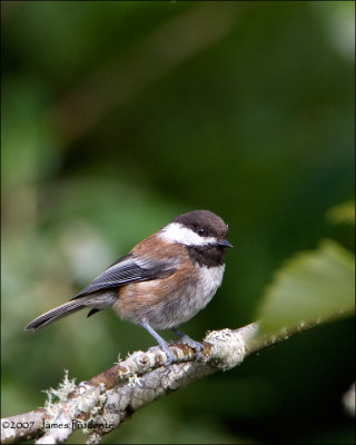 Chestnut-backed Chickadee