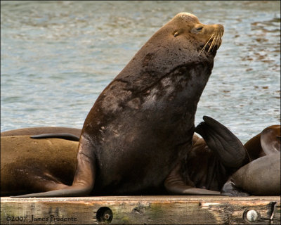 California Sea Lion