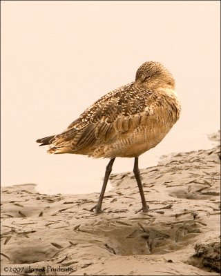 Marbled Godwit