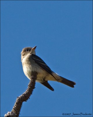 Western Wood-Pewee