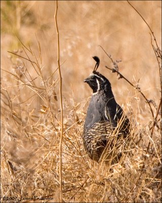 California Quail