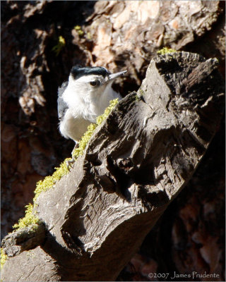 White-breasted Nuthatch