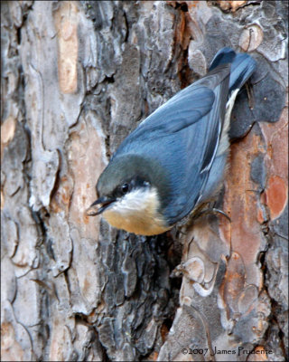 Red-breasted Nuthatch