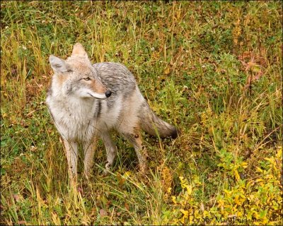 Coyote