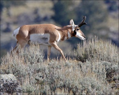 American Pronghorn
