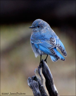 Mountain Bluebird