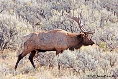 Wapiti Bull