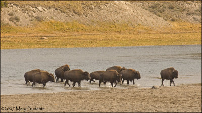 Bison Yellowstone River Crossing