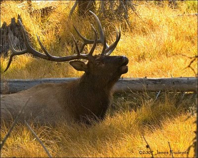 Wapiti Bull