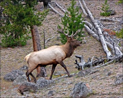 Wapiti Bull