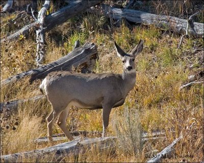 Mule Deer Doe