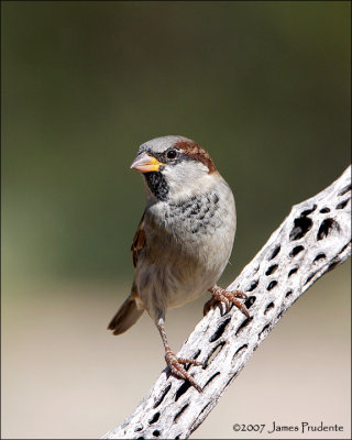 House Sparrow
