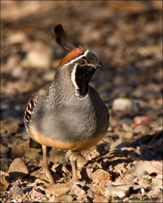 Gambel's Quail