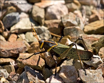 Horse Lubber  Grasshopper (Taeniopoda eques)