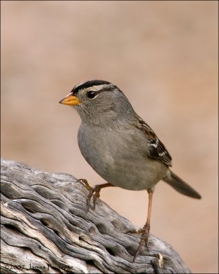 White-crowned Sparrow