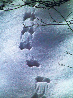 Tracks in the Snow.jpg