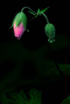 Wild Geranium Bud.jpg
