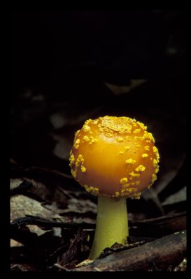 Mushroom - Amanita.jpg