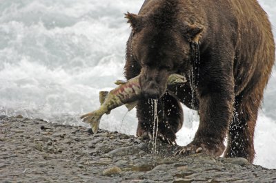 Boar with chum salmon