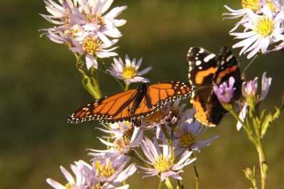 Monarch and Red Admiral