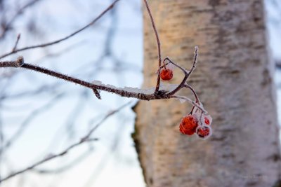 Burst of Red