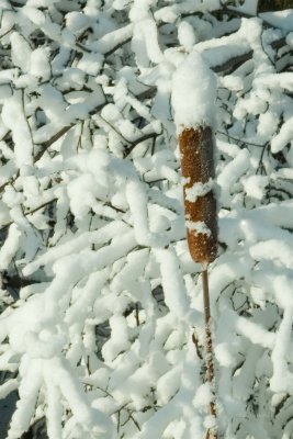 Frosty Tail