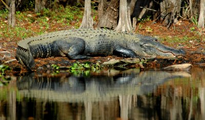 Alligatorweb_1811.jpg