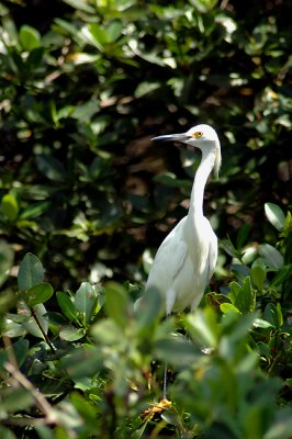 Egret_web_5345.jpg