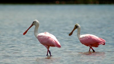 Spoonbills_Web_5204.jpg