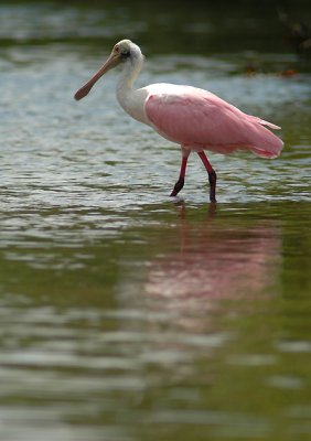 Spoonbill_web_5200.jpg