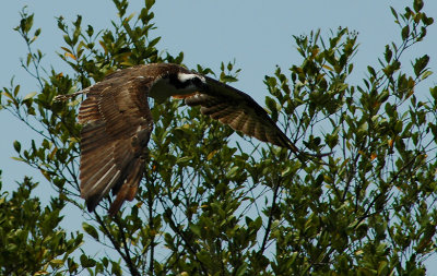 Osprey_Web_5185.jpg