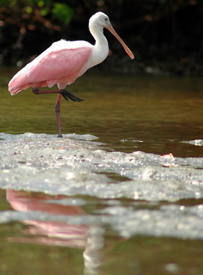 Spoonbill_web5196.jpg