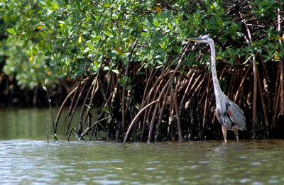 Upper Tampa Bay Trail