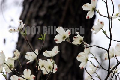 Dogwood blossoms_8612 .jpg