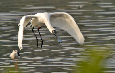 Black-faced Spoonbill